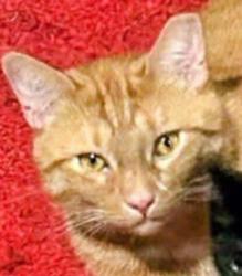Lost Male Cat last seen Park Ave and Lions bridge, Franklin, OH 45005