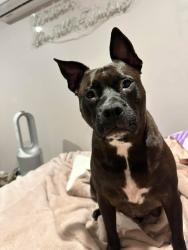 Lost Female Dog last seen Near Horatio Place, Plumpton, Plumpton, NSW 2761