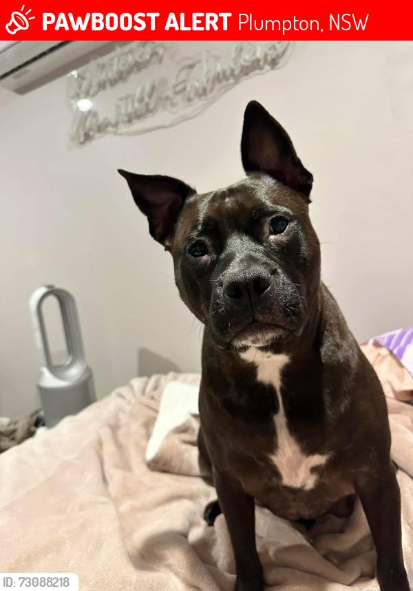 Lost Female Dog last seen Near Horatio Place, Plumpton, Plumpton, NSW 2761