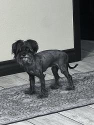 Found/Stray Female Dog last seen 5th Street and East Centennial Parkway, North Las Vegas, NV 89030