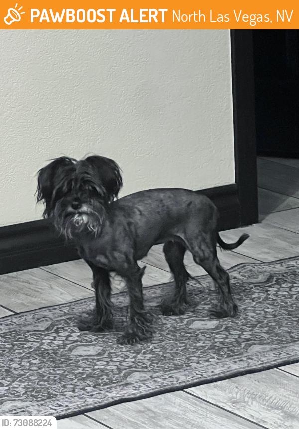 Found/Stray Female Dog last seen 5th Street and East Centennial Parkway, North Las Vegas, NV 89030