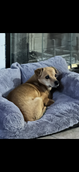 Lost Female Dog last seen Hook & El Evado, Victorville, CA 92394