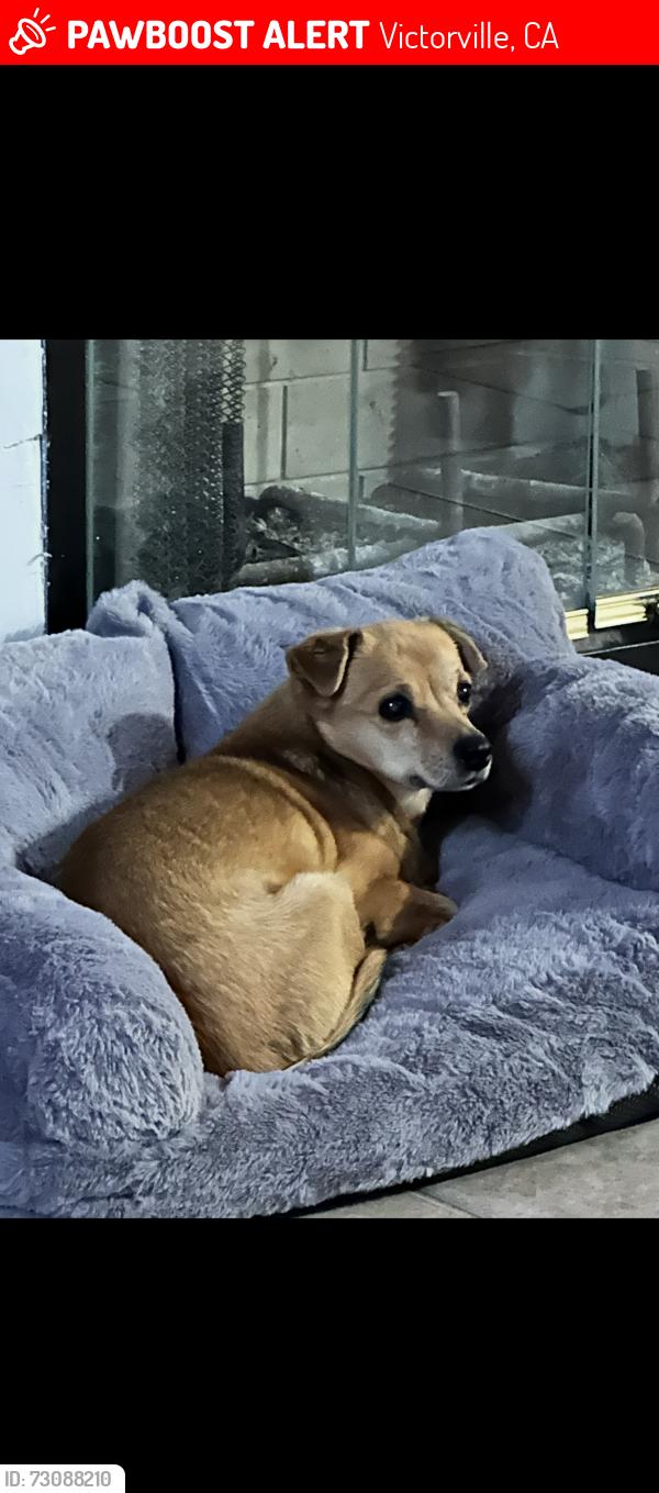 Lost Female Dog last seen Hook & El Evado, Victorville, CA 92394