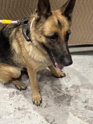 Found/Stray Male Dog last seen Near Washington st Hollywood Fl 33023, Hollywood, FL 33023