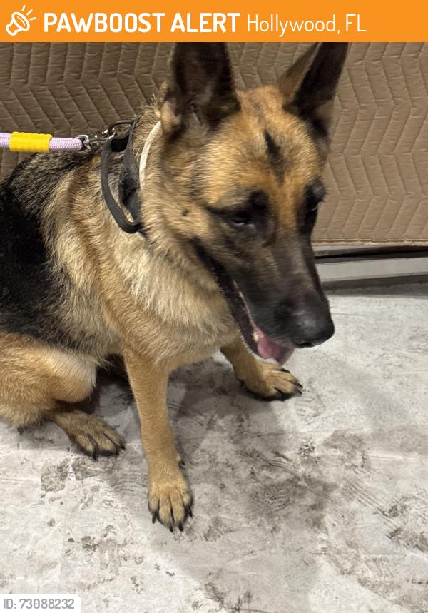 Found/Stray Male Dog last seen Near Washington st Hollywood Fl 33023, Hollywood, FL 33023