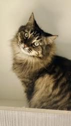 Lost Female Cat last seen Harcourt and James Street , Fortitude Valley, QLD 4006