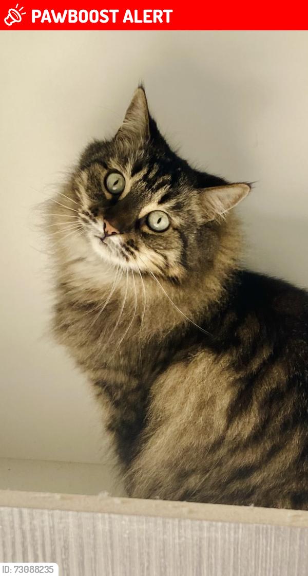 Lost Female Cat last seen Harcourt and James Street , Fortitude Valley, QLD 4006