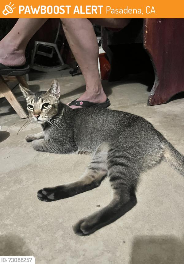Found/Stray Male Cat last seen Avocado Ave, Pasadena, CA 91107