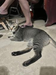 Found/Stray Male Cat last seen Avocado Ave, Pasadena, CA 91107