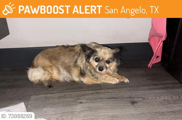 Found/Stray Unknown Dog last seen W ave L, San Angelo, TX 76903