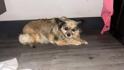 Found/Stray Unknown Dog last seen W ave L, San Angelo, TX 76903