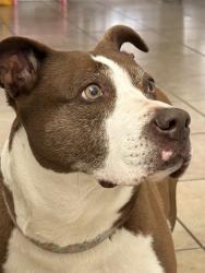 Reunited Female Dog last seen Pine Track Pass, Silver Springs Shores, FL 34472, USA, Silver Springs Shores, FL 34472