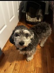 Reunited Female Dog last seen Morton and going up East Everett, Spokane, WA 99207