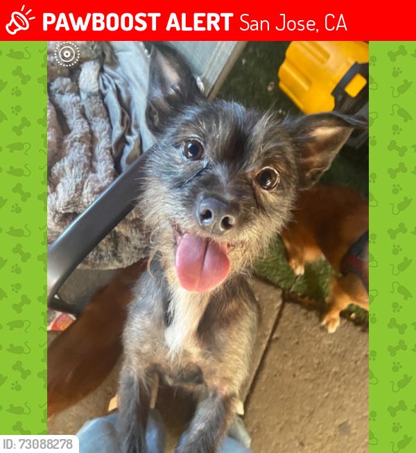 Lost Female Dog last seen Dover Avenue, San Jose, CA 95116