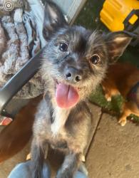Lost Female Dog last seen Dover Avenue, San Jose, CA 95116