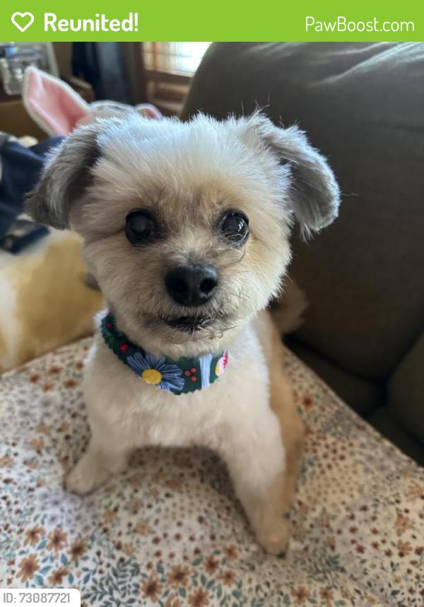 Reunited Male Dog last seen Meade and 52nd street , Chicago, IL 60638