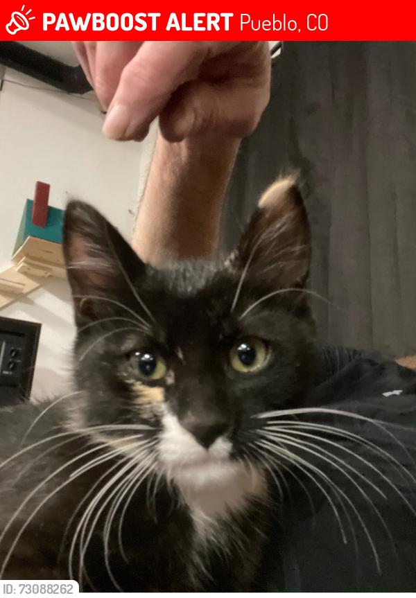 Lost Male Cat last seen Hooper Ave/15th street, Pueblo, CO 81003