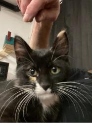 Lost Male Cat last seen Hooper Ave/15th street, Pueblo, CO 81003