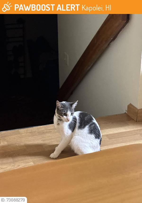 Found/Stray Unknown Cat last seen Makakilo, Kapolei, HI 96707