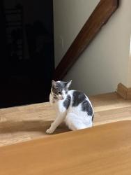 Found/Stray Unknown Cat last seen Makakilo, Kapolei, HI 96707