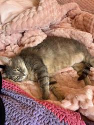 Lost Female Cat last seen Country club rd, Harrisonburg, VA 22802