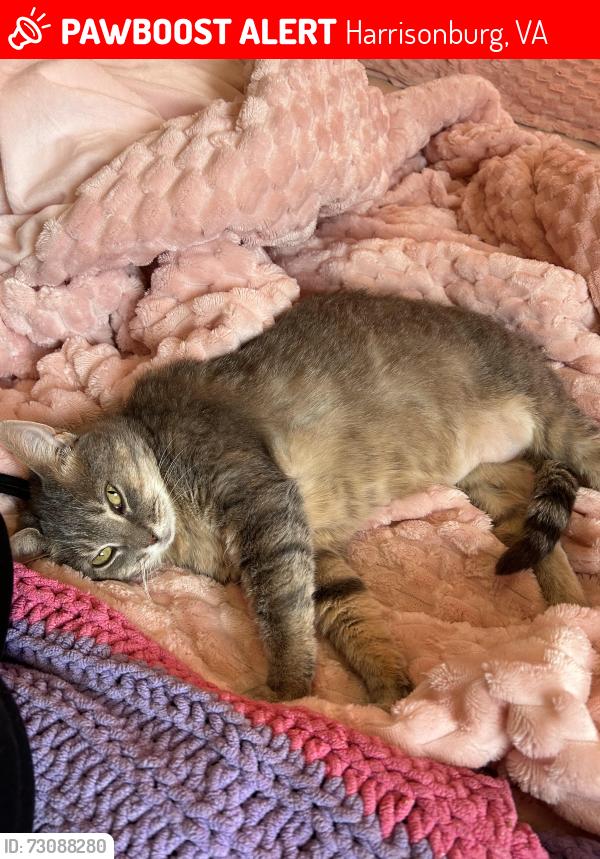 Lost Female Cat last seen Country club rd, Harrisonburg, VA 22802