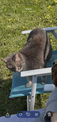 Lost Female Cat last seen Country club rd, Harrisonburg, VA 22802
