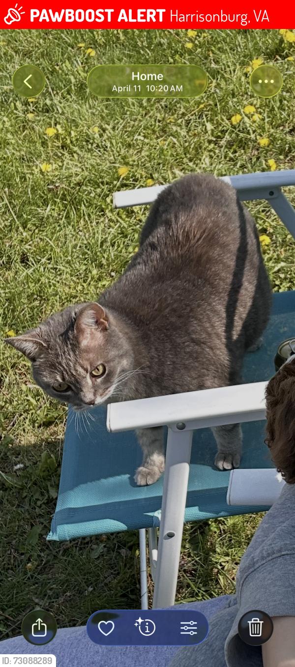 Lost Female Cat last seen Country club rd, Harrisonburg, VA 22802