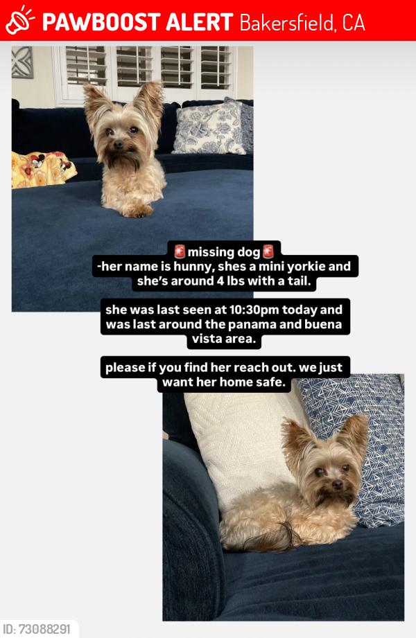 Lost Female Dog last seen Tulip Field and Panama Ln, Bakersfield, CA 93311