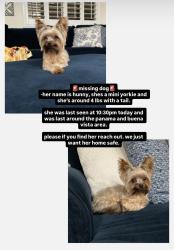 Lost Female Dog last seen Tulip Field and Panama Ln, Bakersfield, CA 93311