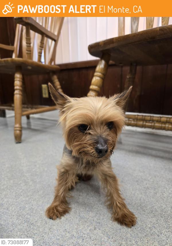 Found/Stray Female Dog last seen Peck & Stewart @ Longo Toyota, El Monte, CA 91731