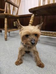 Found/Stray Female Dog last seen Peck & Stewart @ Longo Toyota, El Monte, CA 91731