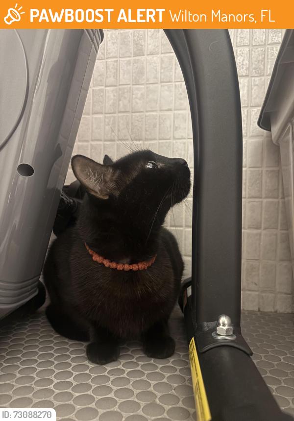 Found/Stray Unknown Cat last seen Gulf Stream Brewery, Wilton Manors, FL 33305