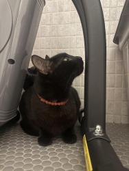 Found/Stray Unknown Cat last seen Gulf Stream Brewery, Wilton Manors, FL 33305
