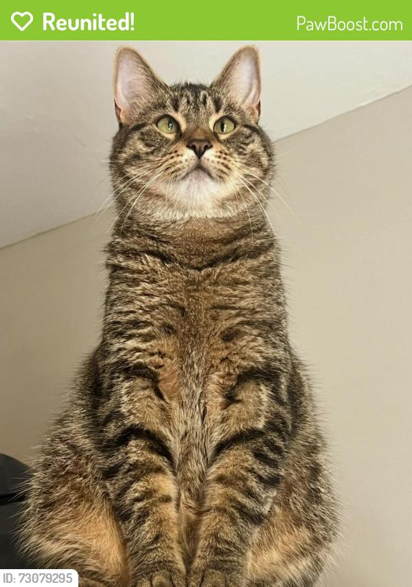 Reunited Male Cat last seen Bergenline & JFK BLVD on 36th st , Union City, NJ 07087