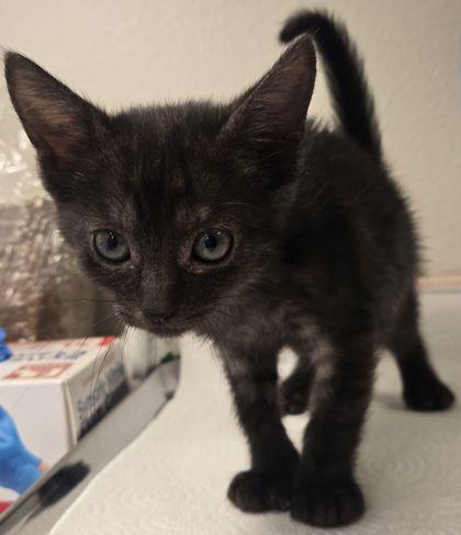 Shelter Stray Female Cat last seen Near w Dan Ronquillo Dr, FHAS (On Site), CA, 1510 W Dan Ronquillo Dr, Fresno, CA 93706, USA