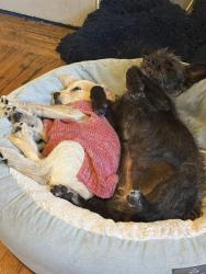 Found/Stray Female Dog last seen Clinton, Richmond, CA 94805