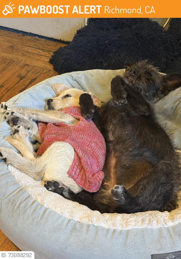 Found/Stray Female Dog last seen Clinton, Richmond, CA 94805