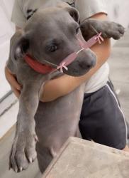 Lost Female Dog last seen Near Shane st 77037, Houston, TX 77037