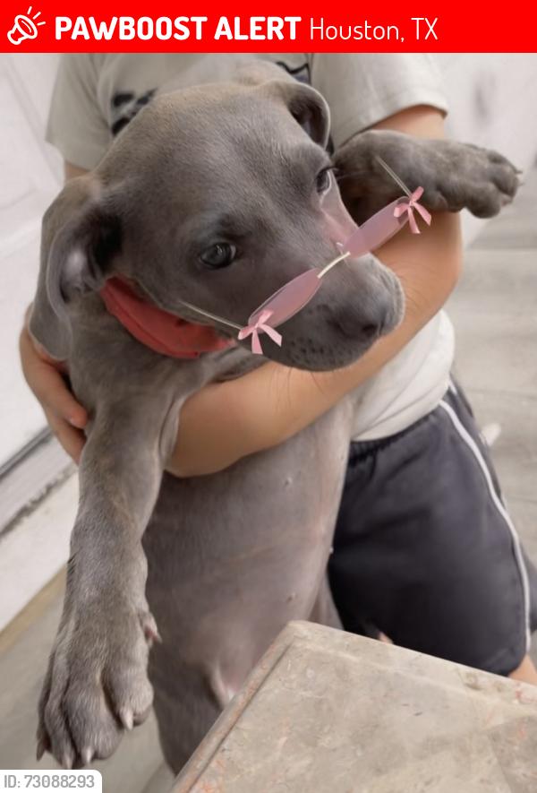Lost Female Dog last seen Near Shane st 77037, Houston, TX 77037