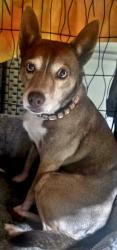 Found/Stray Female Dog last seen Newport, Menifee, CA 92584