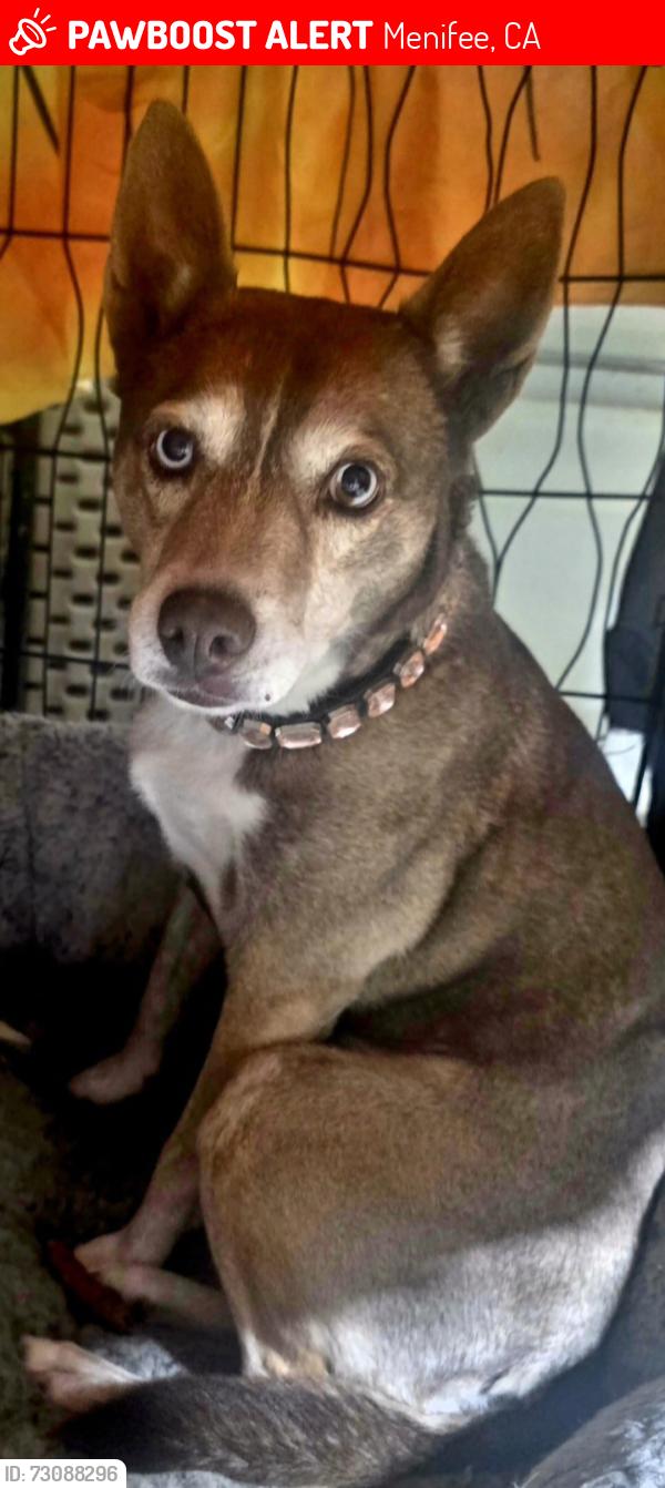Found/Stray Female Dog last seen Newport, Menifee, CA 92584