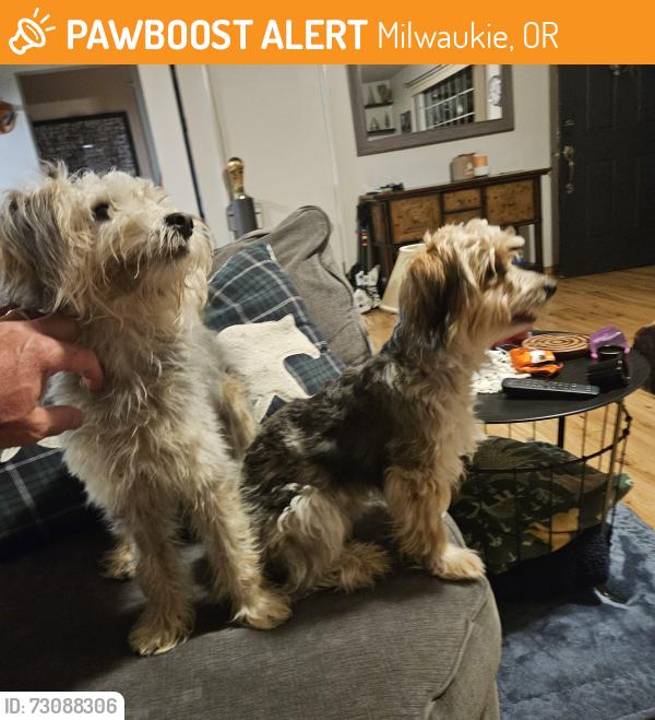 Found/Stray Male Dog last seen 55th ave and king Rd, Milwaukie, OR 97222