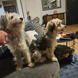 Found/Stray Male Dog last seen 55th ave and king Rd, Milwaukie, OR 97222
