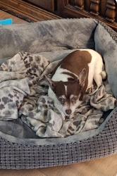 Lost Female Dog last seen White lane and Wible, Bakersfield, CA 93309