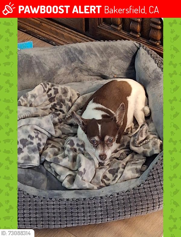 Lost Female Dog last seen White lane and Wible, Bakersfield, CA 93309