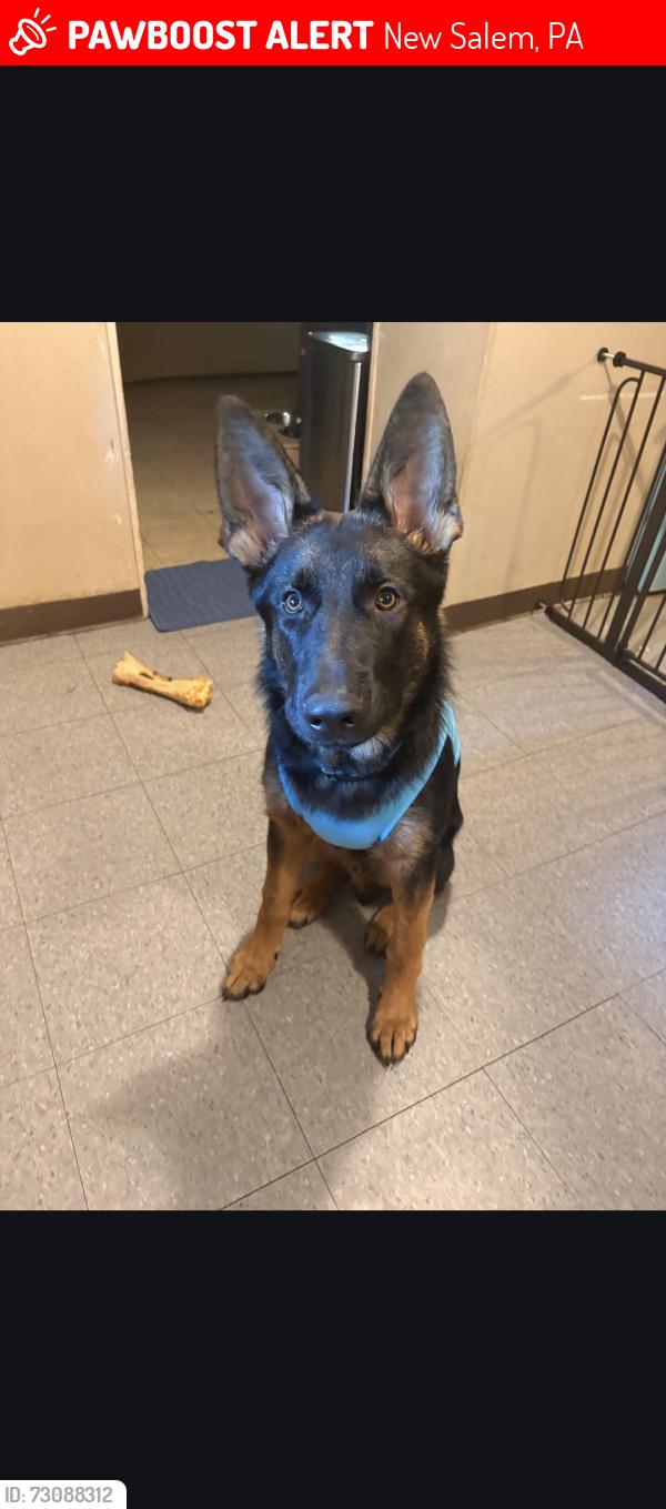 Lost Male Dog last seen Fairbank Herbert road, New Salem, PA 15468