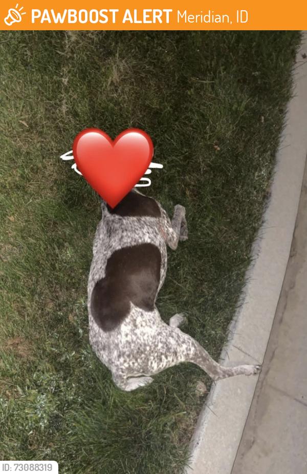 Found/Stray Unknown Dog last seen W belltower Dr., Meridian, ID 83646