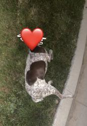 Found/Stray Unknown Dog last seen W belltower Dr., Meridian, ID 83646