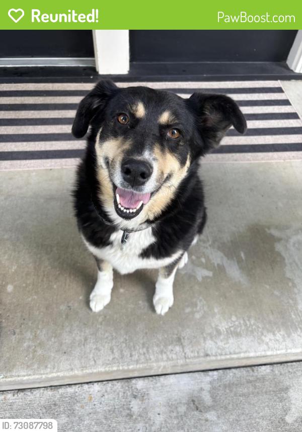 Reunited Female Dog last seen 49th and Crestline , Spokane, WA 99223